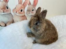 ⭐️Gorgeous Tiny Netherland Dwarf Bunny⭐️ - Photo 7