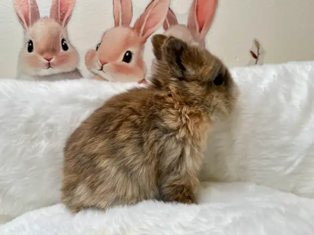 ⭐️Gorgeous Tiny Netherland Dwarf Bunny⭐️ - Photo 8