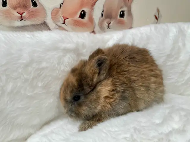 ⭐️Gorgeous Tiny Netherland Dwarf Bunny⭐️ - Photo 9