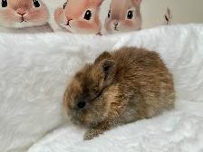 ⭐️Gorgeous Tiny Netherland Dwarf Bunny⭐️ - Photo 9