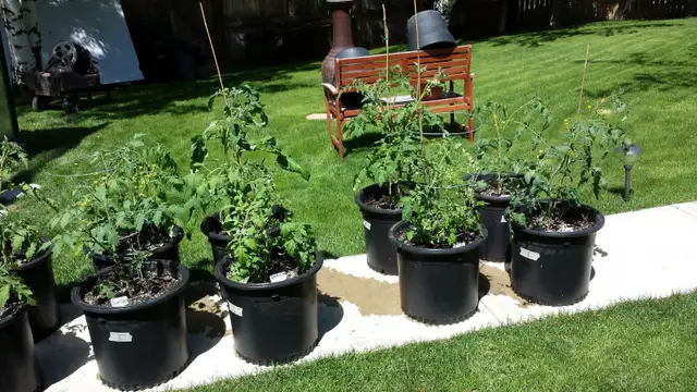 100% Organic Fertilizer - Photo 7