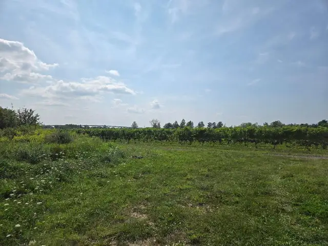 Vineyard Niagara On The Lake