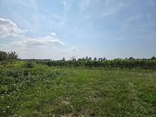 Vineyard Niagara On The Lake