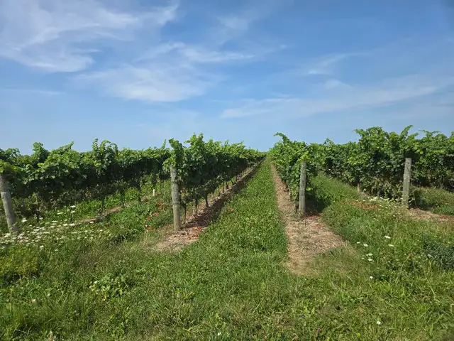 Vineyard Niagara On The Lake - Photo 2