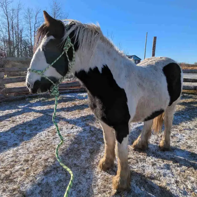 gypsy vanner for sale or trade