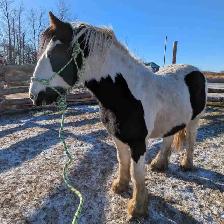gypsy vanner for sale or trade