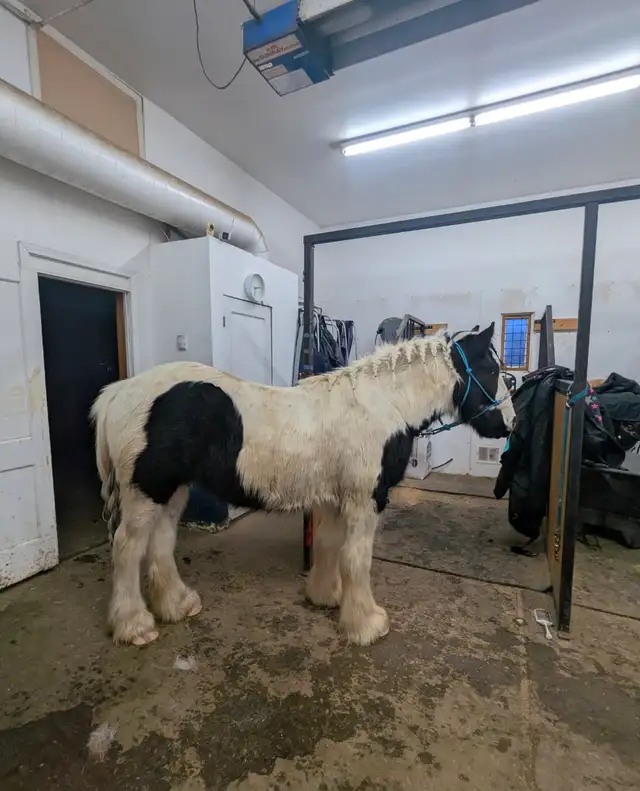 gypsy vanner for sale or trade - Photo 2