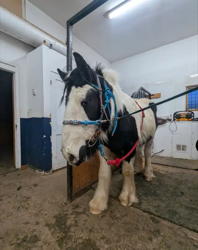 gypsy vanner for sale or trade - Photo 3