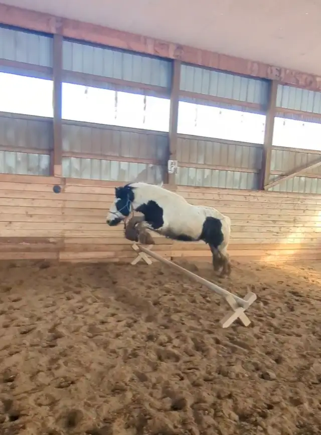 gypsy vanner for sale or trade - Photo 4