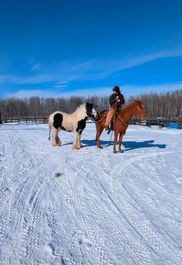 gypsy vanner for sale or trade - Photo 5