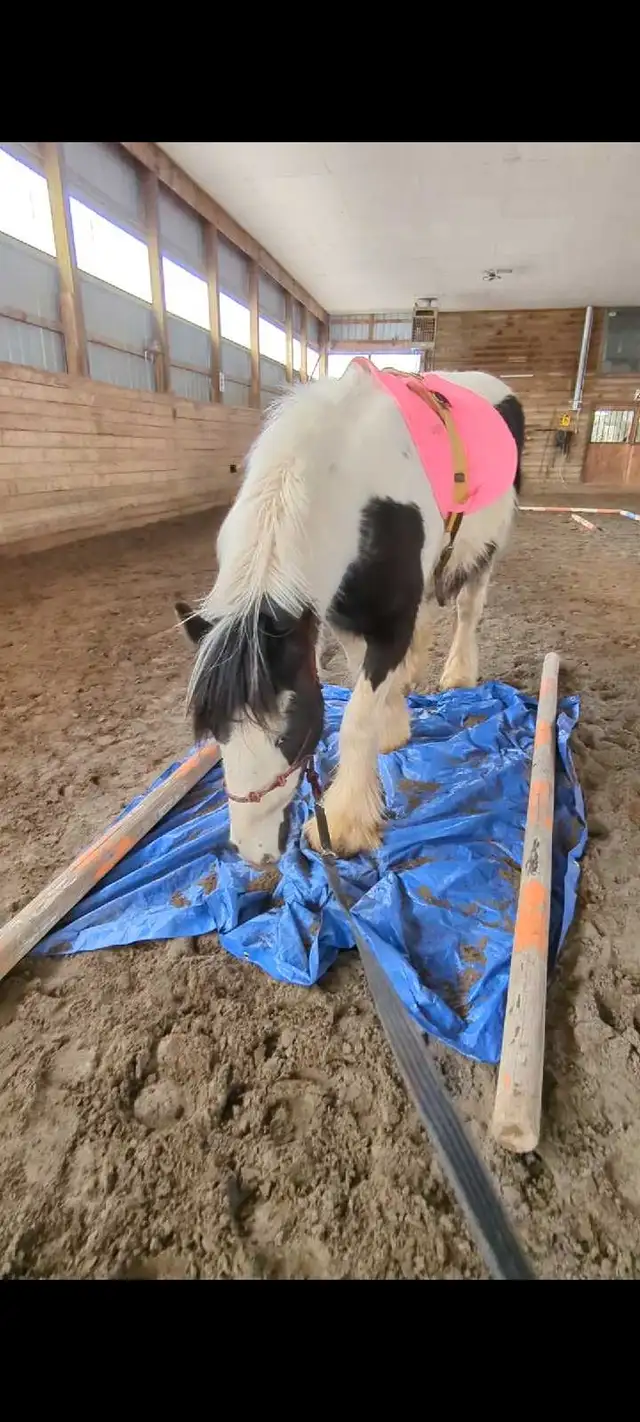 gypsy vanner for sale or trade - Photo 6