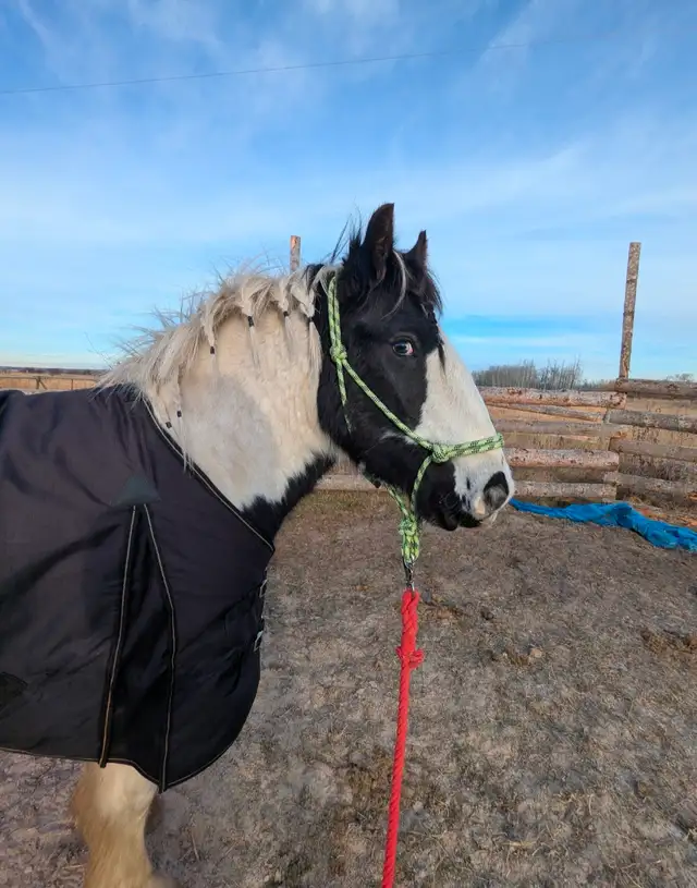 gypsy vanner for sale or trade - Photo 7