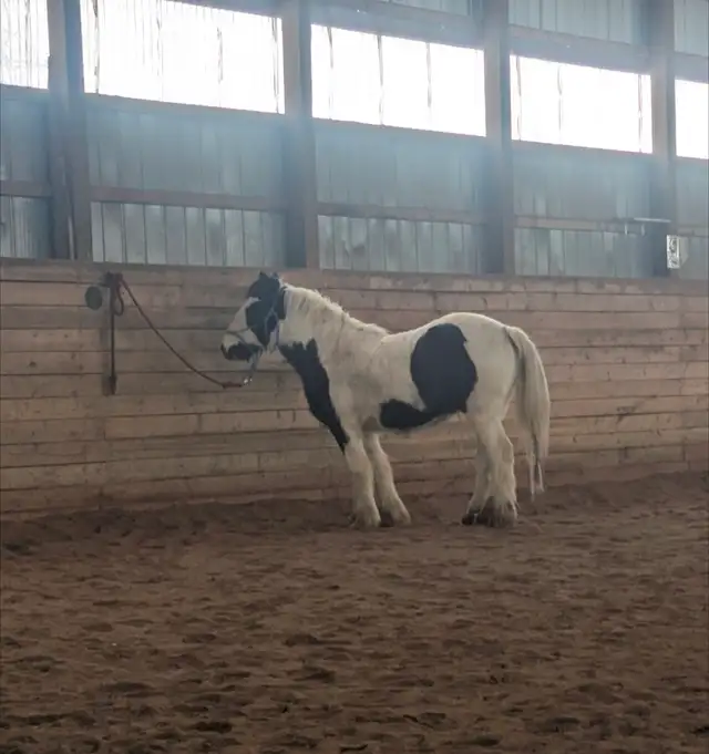 gypsy vanner for sale or trade - Photo 8