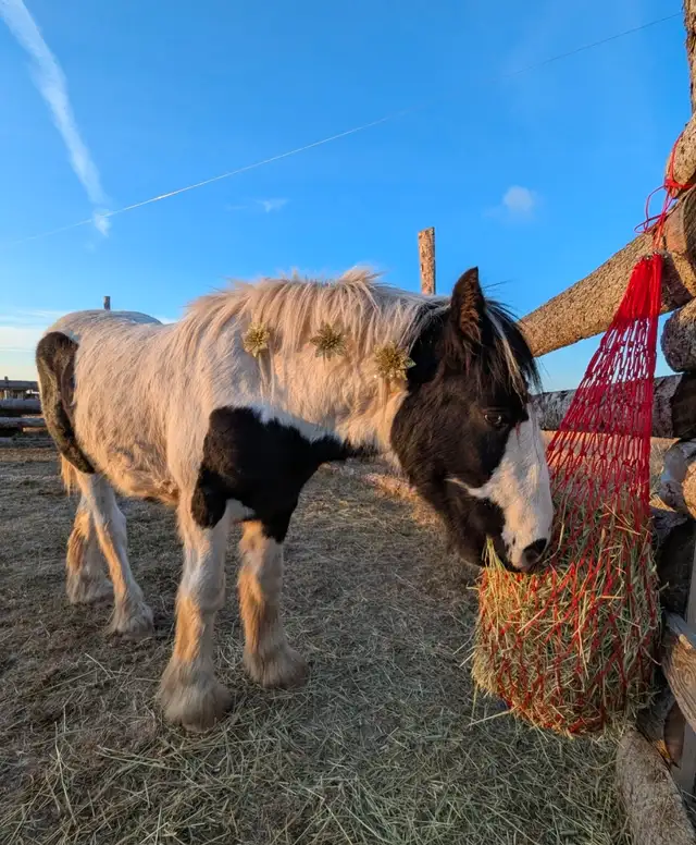 gypsy vanner for sale or trade - Photo 9
