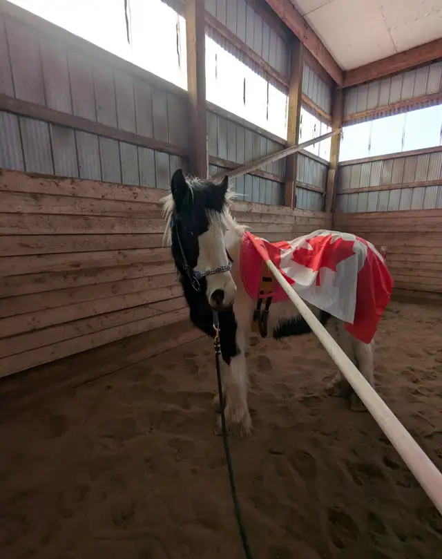 gypsy vanner for sale or trade - Photo 10