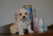 Chiots Morkie - Photo 6