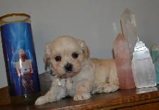 Chiots Morkie - Photo 7