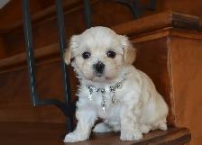 Chiots Morkie - Photo 8