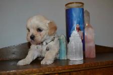 Chiots Morkie - Photo 9