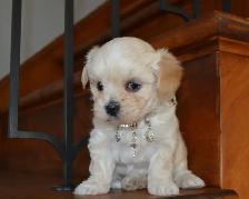 Chiots Morkie - Photo 10