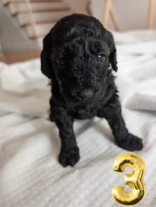 Dog for rehoming - Photo 2