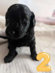 Dog for rehoming - Photo 3