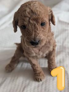 Dog for rehoming - Photo 4