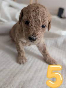 Dog for rehoming - Photo 5