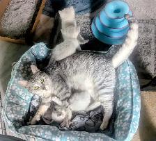 Handsome Standard Munchkin kitten