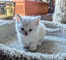 Handsome Standard Munchkin kitten - Photo 2