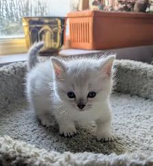 Handsome Standard Munchkin kitten - Photo 3