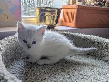 Handsome Standard Munchkin kitten - Photo 4