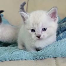 Handsome Standard Munchkin kitten - Photo 7