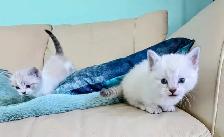 Handsome Standard Munchkin kitten - Photo 8