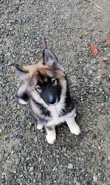 4 Month old Samoyed Husky Aussie mix puppy