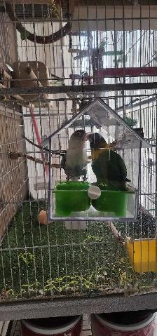LOVE BIRDS FOR REHOME