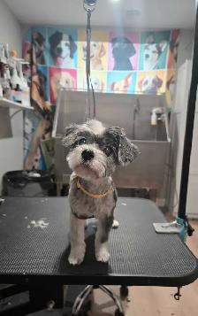 Dog grooming - Photo 2