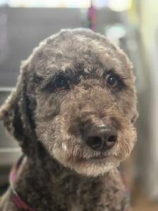 Dog grooming - Photo 3