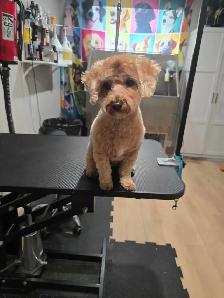 Dog grooming - Photo 4