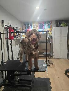 Dog grooming - Photo 5