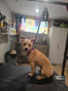 Dog grooming - Photo 6