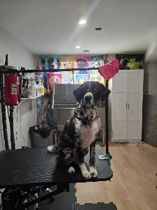 Dog grooming - Photo 7