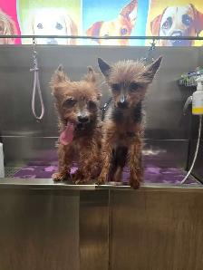 Dog grooming - Photo 8