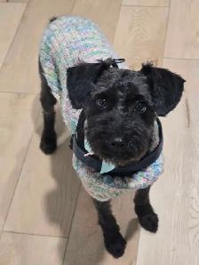 Dog grooming - Photo 9