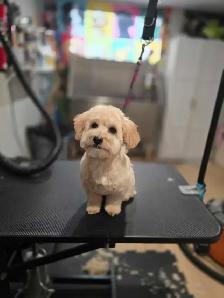 Dog grooming - Photo 10