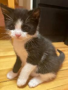 chatons de 3 mois 40$ chaque