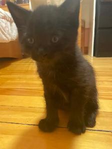 chatons de 3 mois 40$ chaque - Photo 2