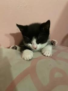 chatons de 3 mois 40$ chaque - Photo 3