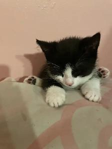 chatons de 3 mois 40$ chaque - Photo 4