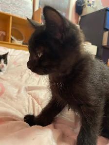 chatons de 3 mois 40$ chaque - Photo 7